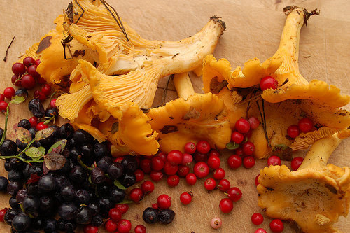 Luonnon antimia (Flickr: Kimtaro)